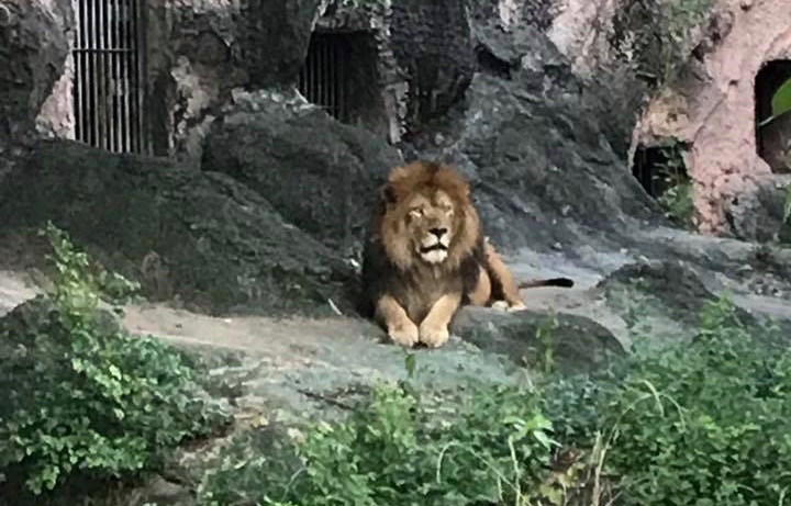 東山動植物園　ライオン